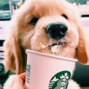 Meet your Posher, Scarlett